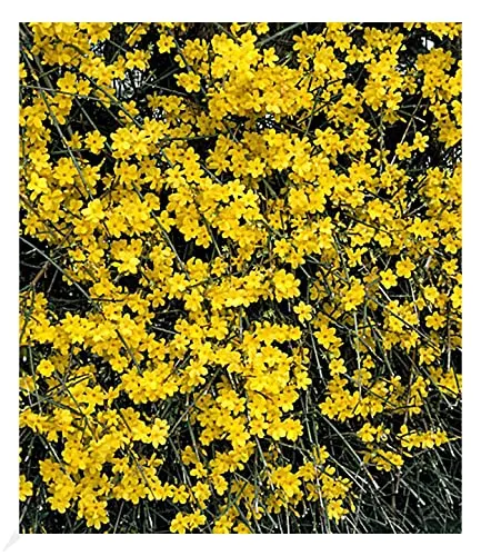 Produktbild BALDUR Garten Echter Winter-Jasmin im 2 Liter-Topf