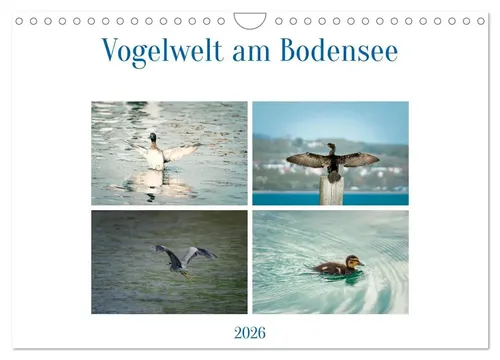 Ralf kaufmann Fotos | Vogelwelt am Bodensee 2026 (Wandkalender 2026 DIN A4...