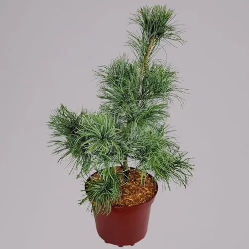 Mädchenkiefer 'Schoon´s Bonsai', Höhe 30-40 cm, Topf 4 Liter, 2er-Set