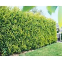 Cupressocyparis leylandii 'Castlewellan Gold' - Goldgelbe Leyland-Zypresse, ideal als Hecke - Baumsamen & -pflanzen mit goldgelbem Laub, das ganzjährig leuchtet. Schnellwachsend und pflegeleicht, perfekt für Hecken und Sichtschutz in Gärten.