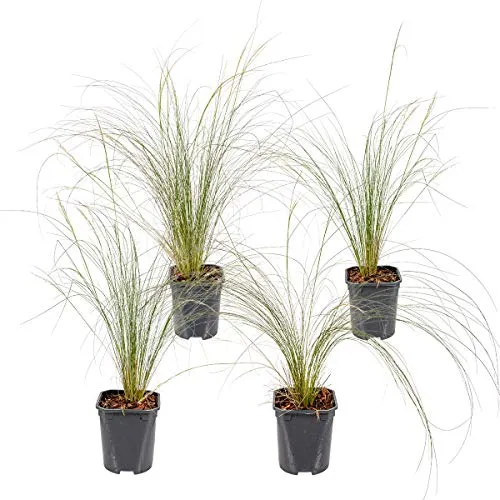 Bloomique - 4er-Set - Stipa Tenuissima Ponytails - Federgras - Ziergras - Gartenpflanzen - Winterhart - Höhe 20-30 cm - Topf 13 cm
