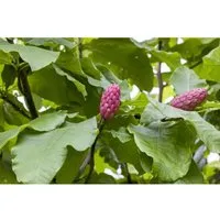 Magnolia Tripetala Schirm-Magnolie 150–175 cm - Hausbaum mit großen cremeweißen Blüten im späten Frühling und exotischen schirmartigen Blättern, ideal für Gärten und Parks. Pflegeleicht und bis zu 800 cm hoch.