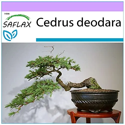 SAFLAX - Bonsai - Himalaya Zeder - 35 Samen - Cedrus deodara