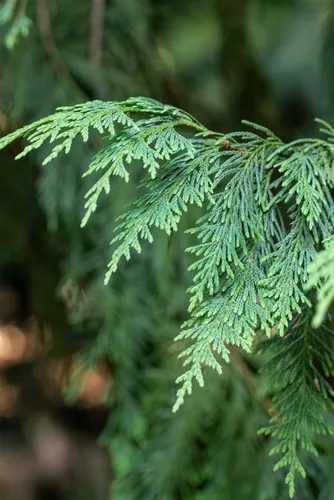 Chamaecyparis nootkatensis Aurea - Gelbe Nutka-Scheinzypresse - Ziergehölz, elegantes, immergrünes Nadelgehölz mit goldgelbem Austrieb, ideal für Sichtschutz und als Solitär im Garten.