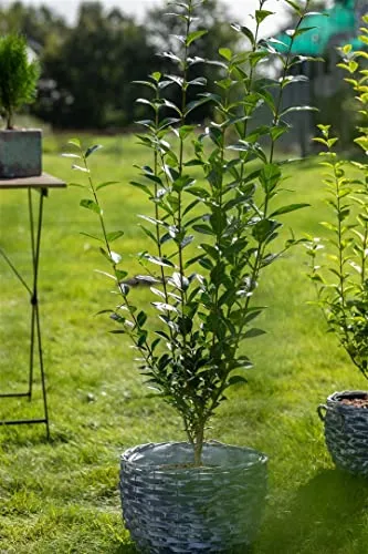 Ligustrum ovalifolium 80–100 cm – Winterhart, Mehrjährig, Pflegeleicht – Ovalblättriger Liguster – Heckenpflanze für Garten & Sichtschutz