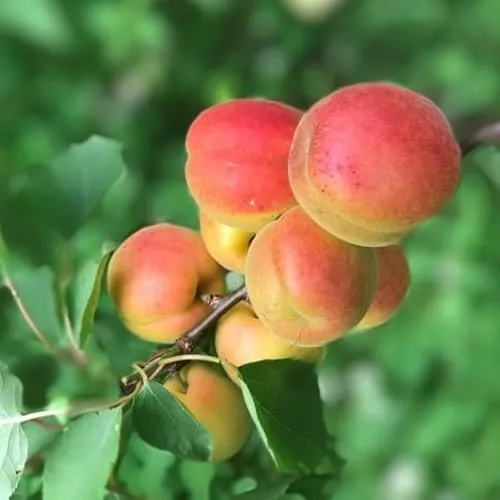 Aprikosenbaum Harcot sehr früh reifende Aprikose Buschbaum ca. 110-140 cm im 7,5-10 Liter Topf