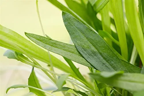 Plantago lanceolata 9x9 cm Topf – Winterhart, Mehrjährig, Pflegeleicht – Spitzwegerich – Wildstaude für Naturgarten & Wiese