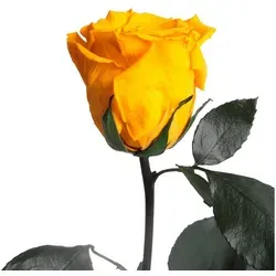 Kunstblume Ewige Rose von Rosemarie Schulz