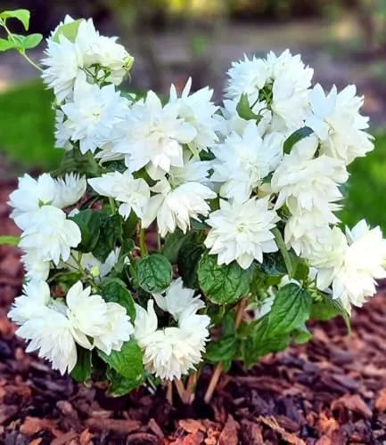 BALDUR Garten Duftender Gartenjasmin 'Pearls of Perfume®' im 9x9 cm-Topf - Dekorative, gefüllte Blüten mit betörendem Duft. Pflegeleicht und winterhart, ideal für Beete und Kübel. Wuchshöhe ca. 120 cm, Blütezeit im Frühling und Sommer.