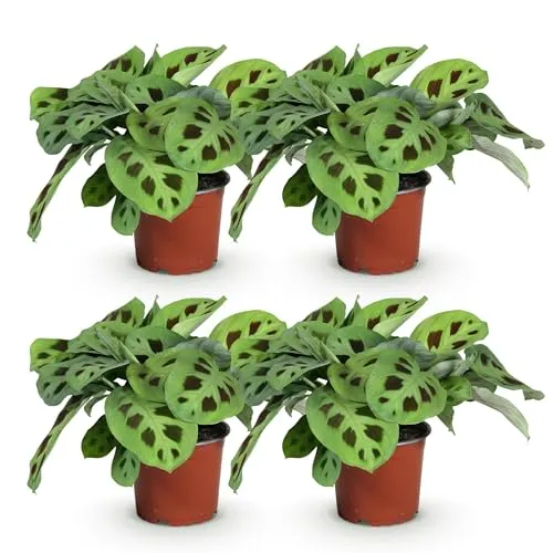 Green boutiQ - Zimmerpflanze - Maranta Fascinator Kerchoveana - Zebrapflanze - Haustierfreundliche Pflanze - Grün - 1 Pflanze - Topf 12cm - Höhe 25cm