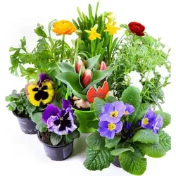 Frühlingsblumen Set 6 von WESELER KRÄUTERPARADIES - GÄRTNEREI ENSELEIT