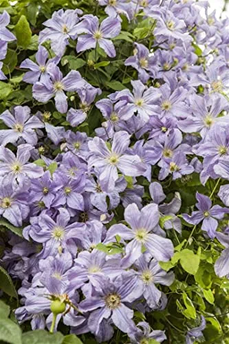 Clematis viticella 'Prince Charles' 60-100 cm – Winterhart, Mehrjährig, Pflegeleicht – Italienische Waldrebe – Kletterpflanze für Pergola & Rankhilfe