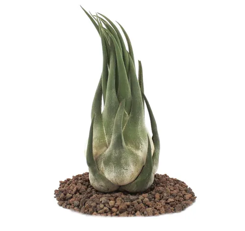 Exotenherz Zimmerpflanze Tillandsia seleriana - lose Pflanze - extra-groß