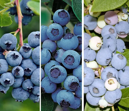 Dehner Obstpflanze Heidelbeere, Heidelbeer-Drilling, Vaccinium corymbosum, 3 Sorten in einem Topf, Reka, Elizabeth und Elliot