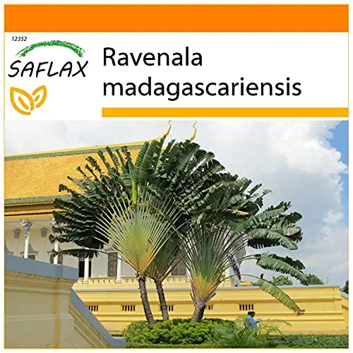 SAFLAX - Garden in the Bag - Baum des Reisenden - 8 Samen - Mit Anzuchtsubstrat im praktischen, selbst aufstellenden Beutel - Ravenala madagascariensis