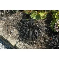 Pflanzen Schwarz von Pflanzen für Dich