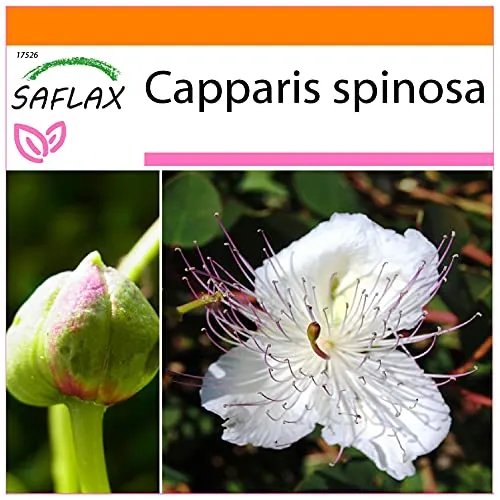SAFLAX - Garden in the Bag - Kräuter - Echter Kapernstrauch - 25 Samen - Mit Anzuchtsubstrat im praktischen, selbst aufstellenden Beutel - Capparis spinosa