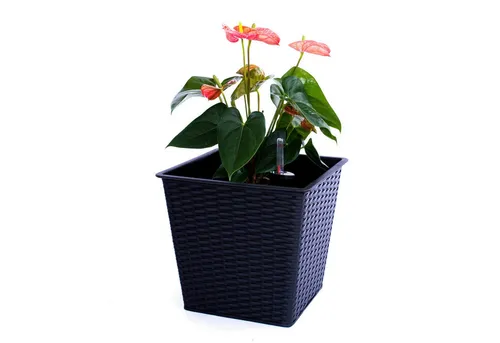 Elegant Einrichten Pflanzkübel quadratisch konisch Polyrattan 34x34x31cm schwarz (1 St)