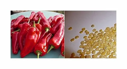 Stk - 45x Bio Spanische Spitz Paprika Reich an Vitamin C. Gemüse Pflanzen - Samen A67 - Seeds & Plants Shop by Ipsa