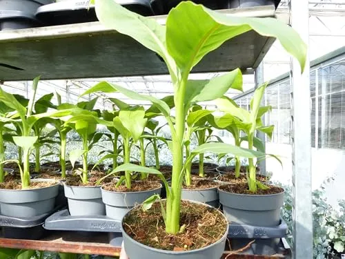 gruenwaren jakubik Bananenstaude Musa Basjoo 60-80 cm - Obstsamen & -pflanzen, winterhart und ideal für exotische Gärten, bringt tropisches Flair in Ihren Garten.