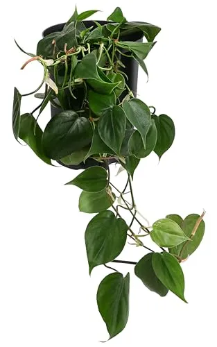 Dehner Baumfreund, Philodendron scandens, in Hydrokultur, 30-40 cm inkl. Pflanztopf, Ø Topf 15 cm, Zimmerpflanze