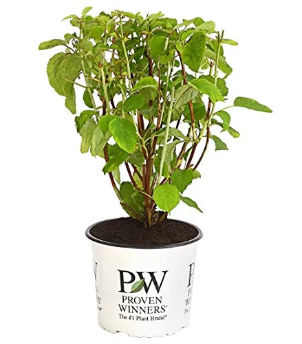 Dehner Schneeball-Hortensie Strong Annabelle® - Zierstrauch mit creme-weißen Blütenbällen, winterhart und ideal für Garten oder Kübel, ca. 40-50 cm hoch.