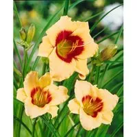 Hemerocallis X Cult. Pandora's Box Taglilie Ca. 11x11 cm Topf