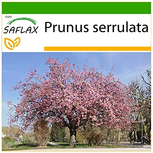 SAFLAX - Japanische Blütenkirsche - 30 Samen - Mit keimfreiem Anzuchtsubstrat - Prunus serrulata