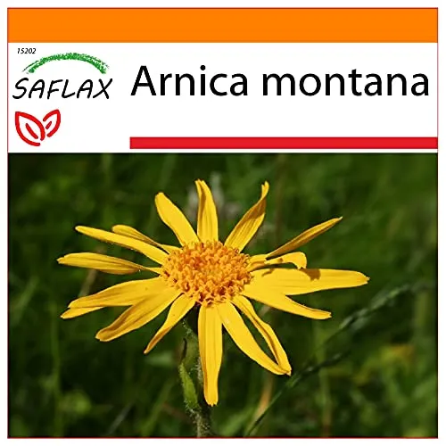 SAFLAX - Garden in the Bag - Heilpflanzen - Echte Arnica - 40 Samen - Mit Anzuchtsubstrat im praktischen, selbst aufstellenden Beutel - Arnica montana