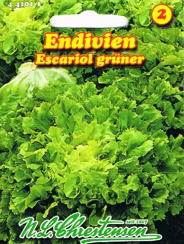Endivien Escariol Grüner Winterendivie