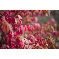 Euonymus alatus – Winterharter Flügel-Spindelstrauch für Garten & Sichtschutz