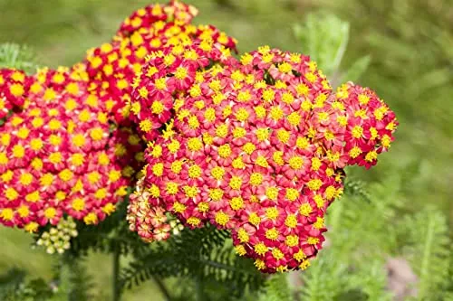 Achillea filipendulina 'Feuerland' - Leuchtende Goldgarbe im Topf - Die Achillea filipendulina 'Feuerland' begeistert mit ihren warmen Farben von Orange bis Ziegelrot. Ideal für sonnige Beete und als langlebige Kübelpflanze für Terrasse und Balkon. Pflegeleicht und blühfreudig von Juni bis September.
