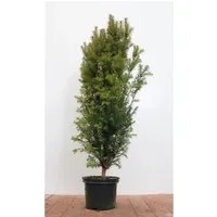 Produktbild Taxus baccata