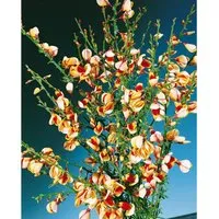 Cytisus Scoparius Besenginster Liza 60-80 cm