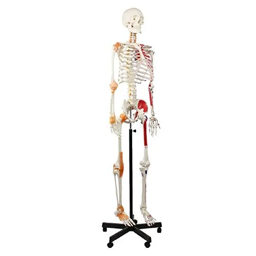 Cranstein A-125 Skelett Modell mit flexibler Wirbelsäule - Detailgetreues Skelettmodell mit beweglichen Armen und Beinen, ideal für Schulungen in der Physiotherapie. Hochwertige Darstellung von Muskelursprüngen und -ansätzen.