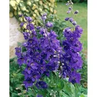 Delphinium Pacific Black Knight Rittersporn Ca. 11x11 cm Topf