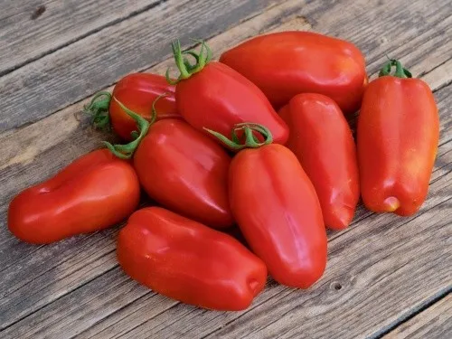 bingenheimer Saatgaut Roma Tomate