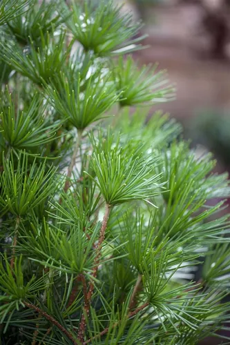 Schirmtanne Sciadopitys verticillata, 1 St. - Exklusives Ziergehölz - Ziergehölze: Die Japanische Schirmtanne begeistert mit ihrer eleganten, etagenartigen Krone und ist ideal für repräsentative Gärten oder als Solitärgehölz. Ein immergrüner Blickfang mit dekorativen Zapfen!