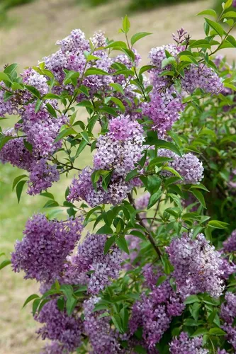 Chinesischer Flieder Saugeana - 1 Stück - Wunderschöner purpurroter Flieder für sonnige, windgeschützte Standorte. Ideal für nährstoffreiche Böden, verleiht Ihrem Garten Farbe und Struktur.
