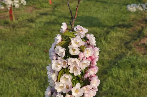 Produktbild Malus 'Van Eseltine'