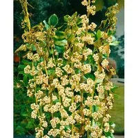 Callicarpa Japonica Leucocarpa - Weißer Liebesperlenstrauch 40–60 cm - Besonderer Zierstrauch mit eleganten, cremeweißen Beeren und zarten Blüten. Ideal für Gruppenpflanzungen oder als Kübelpflanze für Balkon und Terrasse.