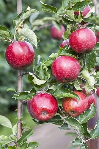 Malus domestica 'Florina' Apfelbaum 150-200 cm - Obstsamen & -pflanzen mit saftigen, roten Äpfeln und süßem Aroma. Ideal für Obstgärten, robust und winterhart bis -20 °C, perfekt für Hobbygärtner.