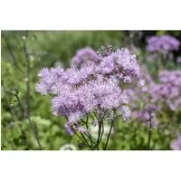 Thalictrum aquilegifolium 'Purpureum' – Akeleiblättrige Wiesenraute im 9x9 cm Topf - Elegante Gartenstaude mit purpurvioletten Blüten und filigranem Laub. Ideal für halbschattige Plätze, bringt Leichtigkeit in Beete und Kübel.