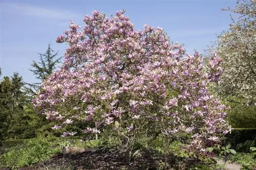 Magnolia 'Galaxy' 40-60 cm - Pflegeleichte Magnolie mit rosafarbenen Blüten - Wunderschöne Magnolie mit rosa Blüten, ideal für Solitärstellungen. Pflegeleicht, winterhart bis -20 °C und perfekt für Gärten oder große Kübel.