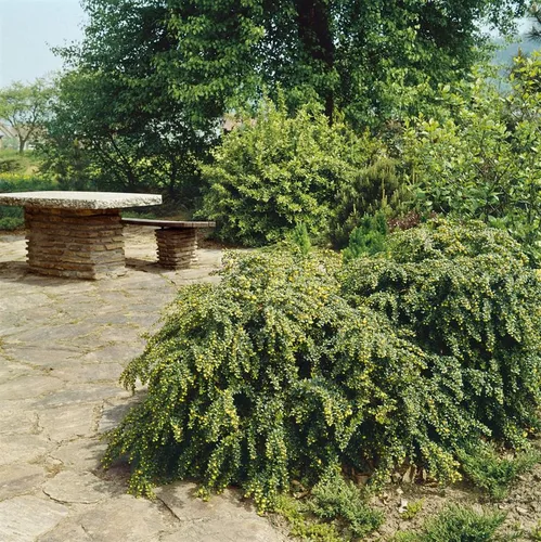 Pflanzen für Dich Warzen-Berberitze gelb - 1 St. - Kompakte Gehölze mit kugeliger Wuchsform, ideal für sonnige bis halbschattige Standorte. Die gelben Blüten erscheinen von Mai bis Juni und bringen Farbe in Ihren Garten.
