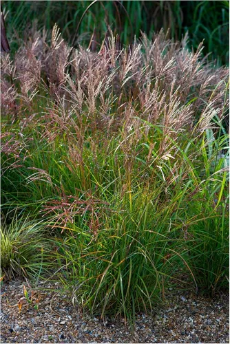 Produktbild Stauden Gänge 1 x Miscanthus sinensis 'China' im 1 Liter Topf