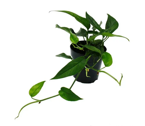 Exotenherz Zimmerpflanze Epipremnum pinnatum 