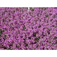 Thymus Serpyllum Creeping Red Sand-Thymian Rotblühend Ca. 9x9 cm Topf