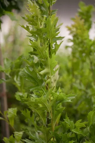Quercus palustris 'Green Pillar' - Säulensumpfeiche, pflegeleicht und winterhart - Schlanke Eiche mit tiefgrünen Blättern, die im Herbst rot werden. Perfekt für schmale Gärten und als Blickfang in urbanen Landschaften. Winterhart bis -30 °C und ideal für kalte Klimazonen.