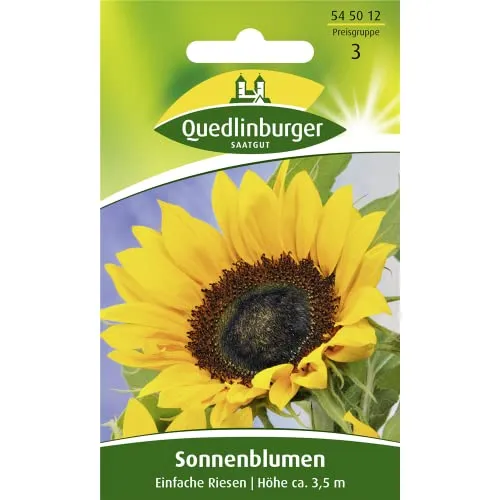 Sonnenblume 